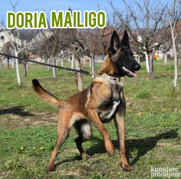 Na prodaju dva ženska šteneta Belgijskog ovčara - Malinoe