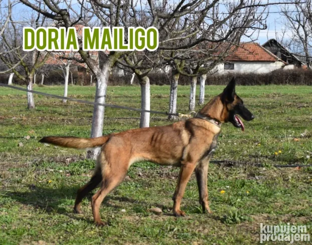 Na prodaju dva ženska šteneta Belgijskog ovčara - Malinoe