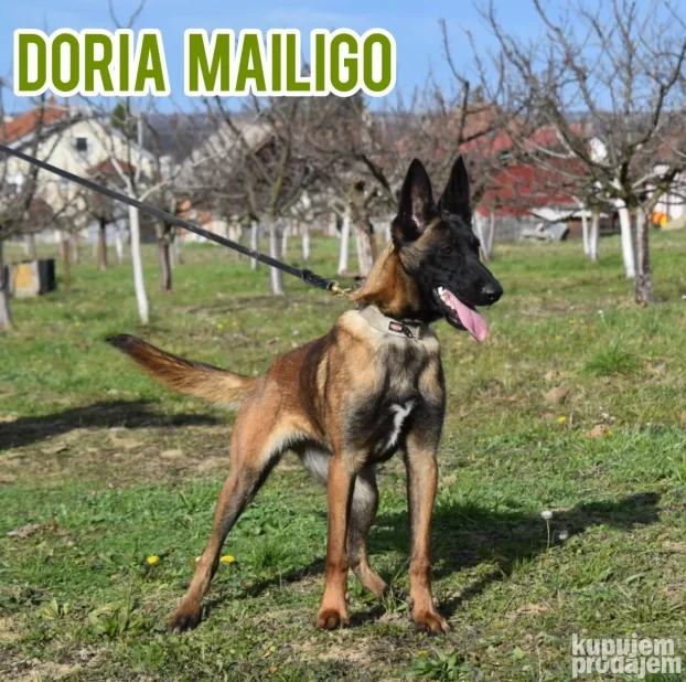 Na prodaju dva ženska šteneta Belgijskog ovčara - Malinoe