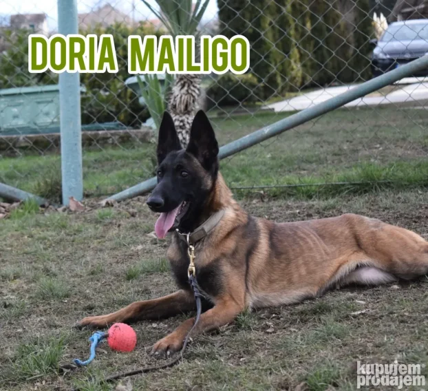 Na prodaju dva ženska šteneta Belgijskog ovčara - Malinoe