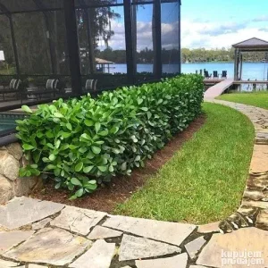 Živa ograda ili ukrasni žbun - lovor višnja i evonimus