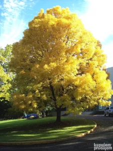 Zlatni Jasen sadnice 1,7m