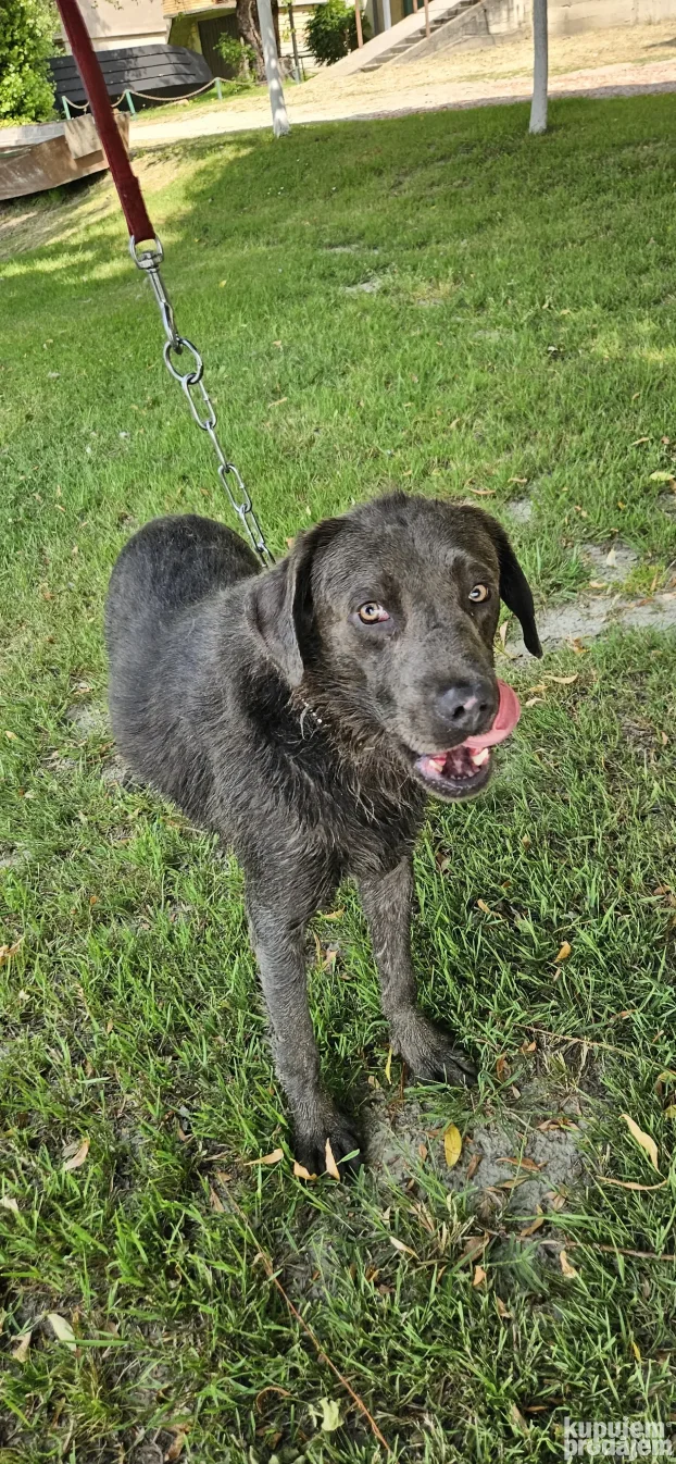 Plavi labrador za parenje