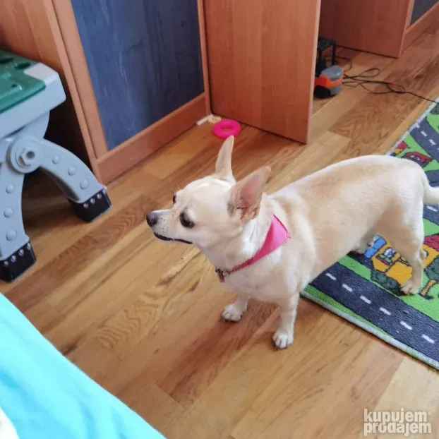 Pansion za Pse Hotel Čuvanje Pasa ljubimaca Smeštaj