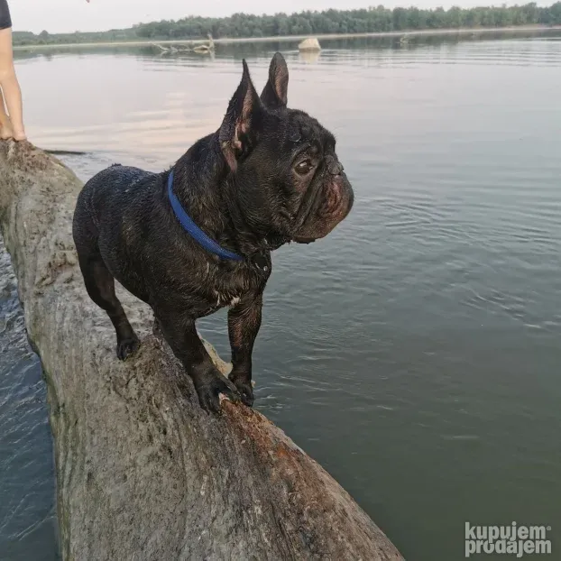 Pansion za Pse Hotel Čuvanje Pasa ljubimaca Smeštaj