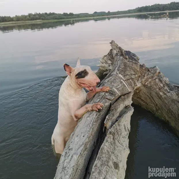 Pansion za Pse Hotel Čuvanje Pasa ljubimaca Smeštaj