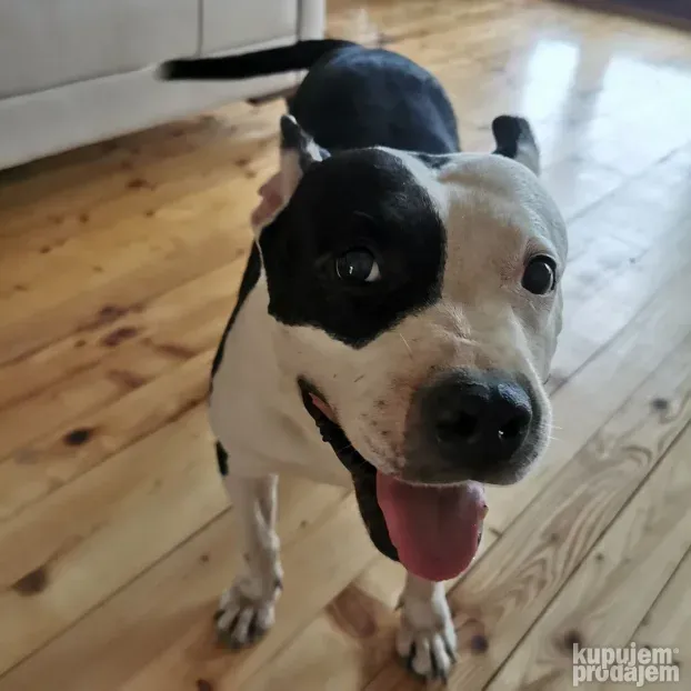 Pansion za Pse Hotel Čuvanje Pasa ljubimaca Smeštaj