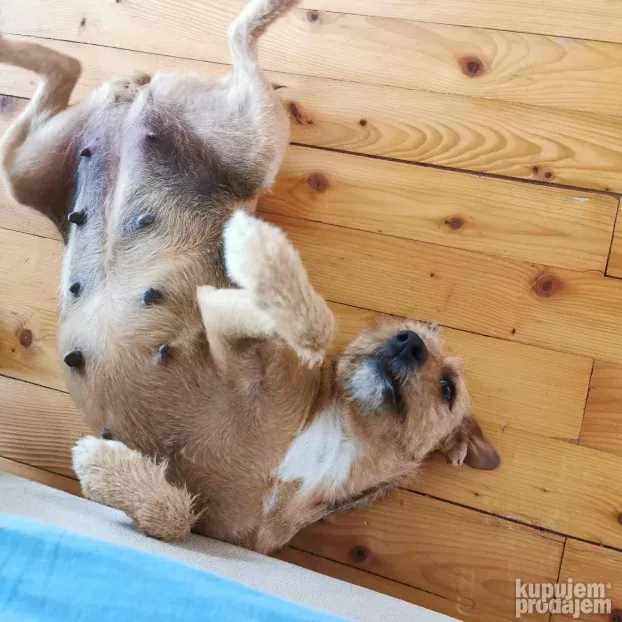 Pansion za Pse Hotel Čuvanje Pasa ljubimaca Smeštaj