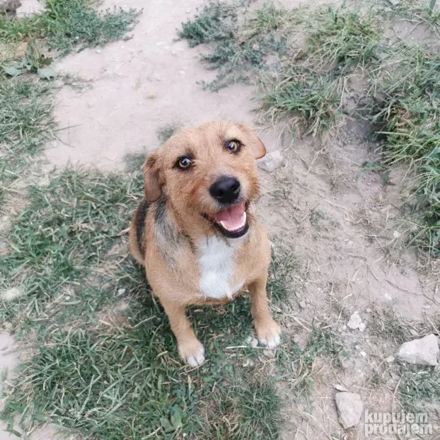 Pansion za Pse Hotel Čuvanje Pasa ljubimaca Smeštaj