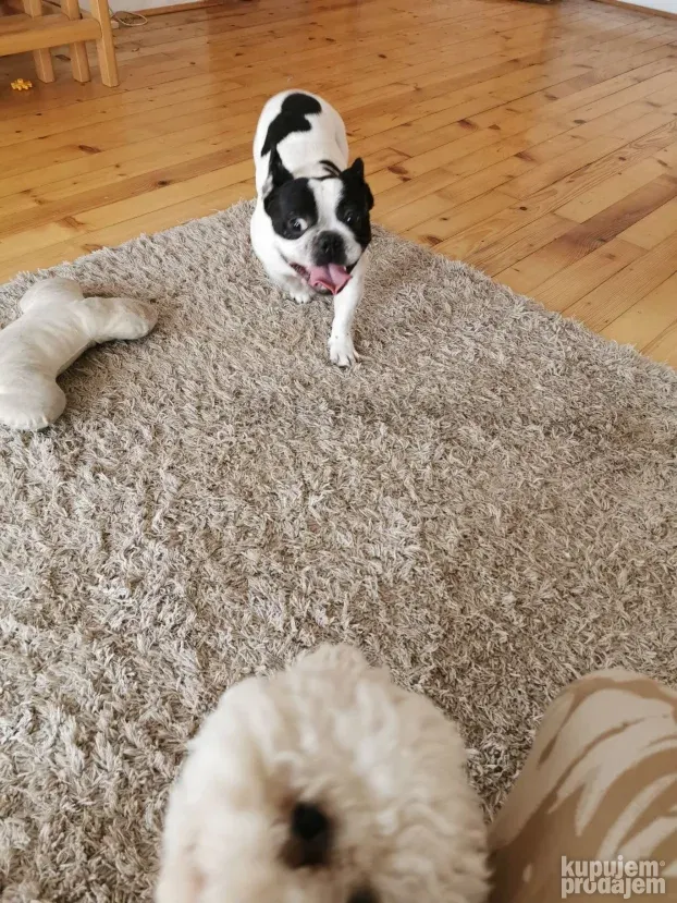 Pansion za Pse Hotel Čuvanje Pasa ljubimaca Smeštaj