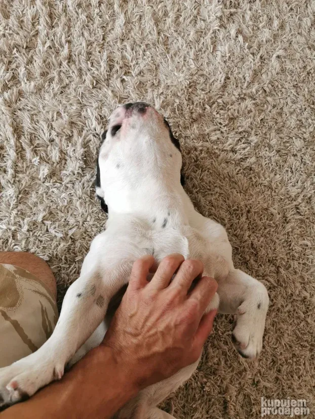 Pansion za Pse Hotel Čuvanje Pasa ljubimaca Smeštaj