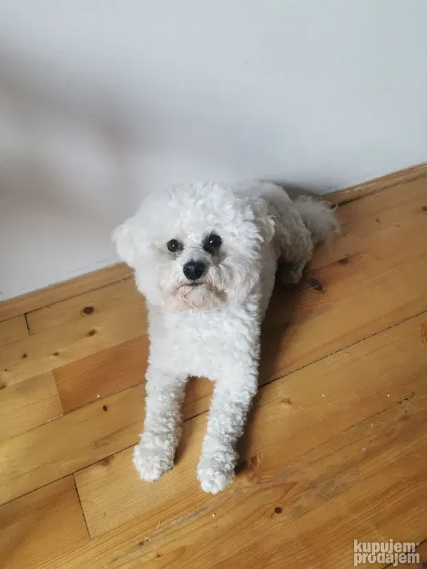 Pansion za Pse Hotel Čuvanje Pasa ljubimaca Smeštaj