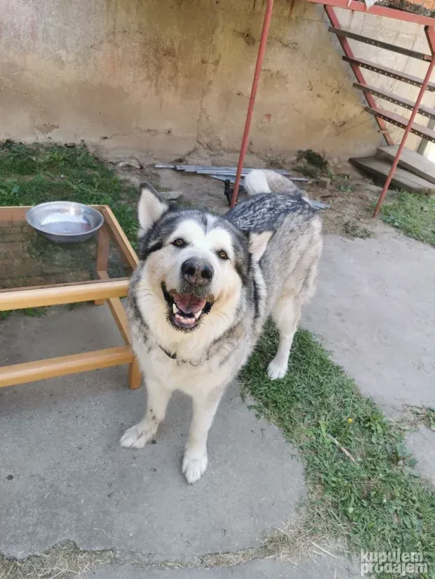 Pansion za Pse Hotel Čuvanje Pasa ljubimaca Smeštaj