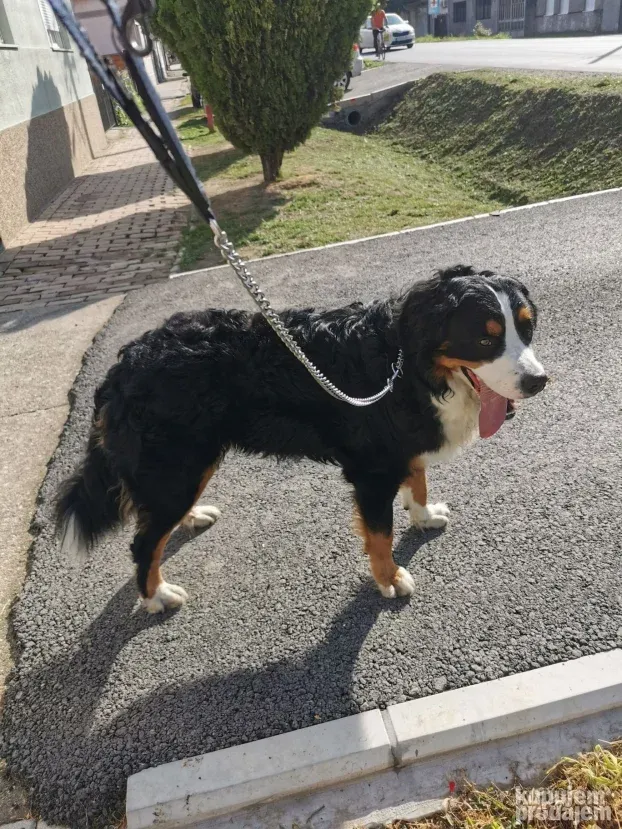 Pansion za Pse Hotel Čuvanje Pasa ljubimaca Smeštaj