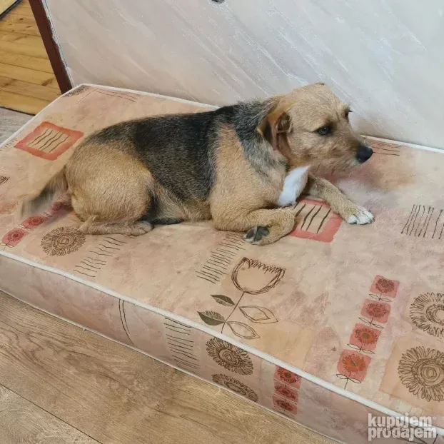 Pansion za Pse Hotel Čuvanje Pasa ljubimaca Smeštaj