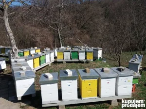 PRODAJEM pcele sa pcelinjaka na Fruskoj gori