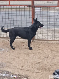 dva steneta nemackog ovcara