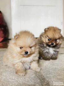 Pomeranci na prodaju, odgajivačnica Little Pomeranian