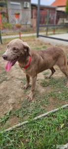 Labrador Silver devojčica