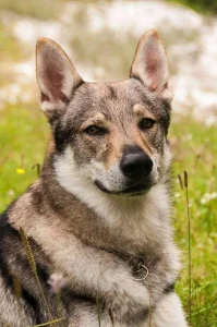 Čehoslovački vučji pas