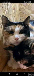 Trobojka smaragdno zelenih očiju