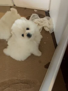 pomeranac boo stenci