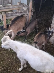 Koza, jarici i musko jare
