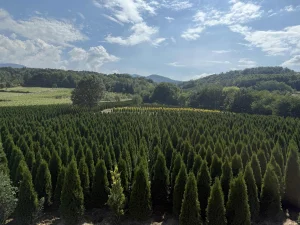 Tuje Zeleni Smaragd Akcija!