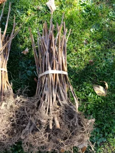 Sadnica Maline Polka I Glen