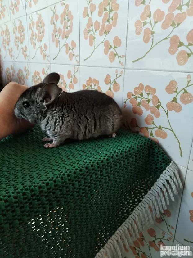 Cincile :)