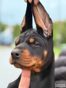 Doberman crni muski