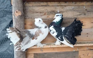 Indijski lepezani (maticni parevi u ponudi)