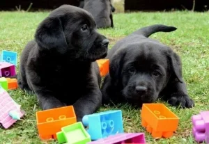 crni i žuti štenci labrador retrivera