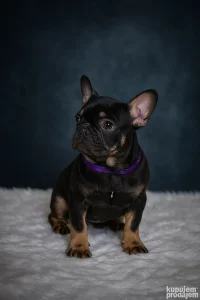 Francuski Buldog ŽENKA-EXOTIC CHOCO TAN