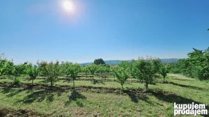 ruska, Grocka, 76 ar