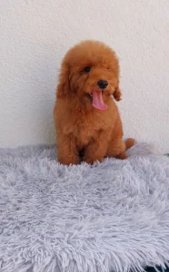 Pudla