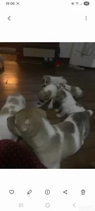 U ponudi štenci azijata