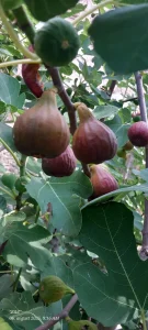 Smokva Pereta, Brunswick, Petrovaca crna