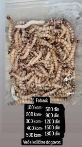 Dubije, fobasi(super crvi) i tenebrije(brasnari)