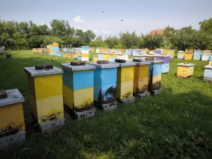 Lr i Db rojevi i drustva pcela na prodaju
