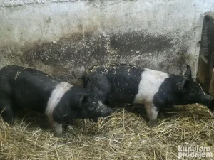 Potreban radnik za rad na poljoprivrednem gazdinstvu