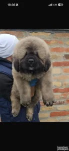 Štenci kavkaskog ovčara