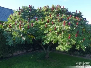 Sadnice kiseli ruj 1,4m+