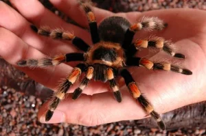 Tarantula -Sazimai, Boehemi, Parahybana