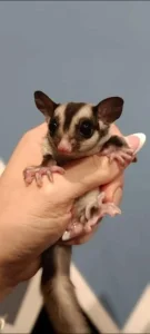 Samo jos jedno mladunce- zenkica