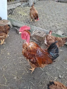 Kokoske na prodaju , 11 meseci stare
