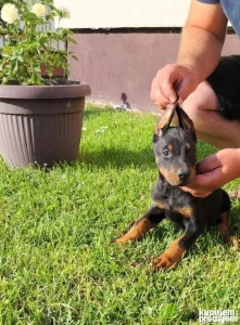 Na prodaju Štenci Dobermana