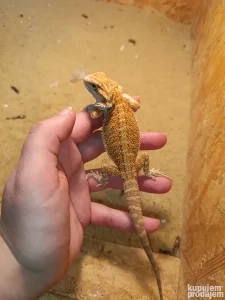 Bradata agamica-zenka mala