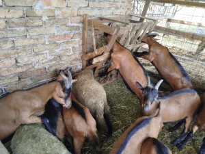 Jarići i jaganjci 30-35kg