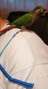 Povodci za papagaje,metalni prsten za povodce